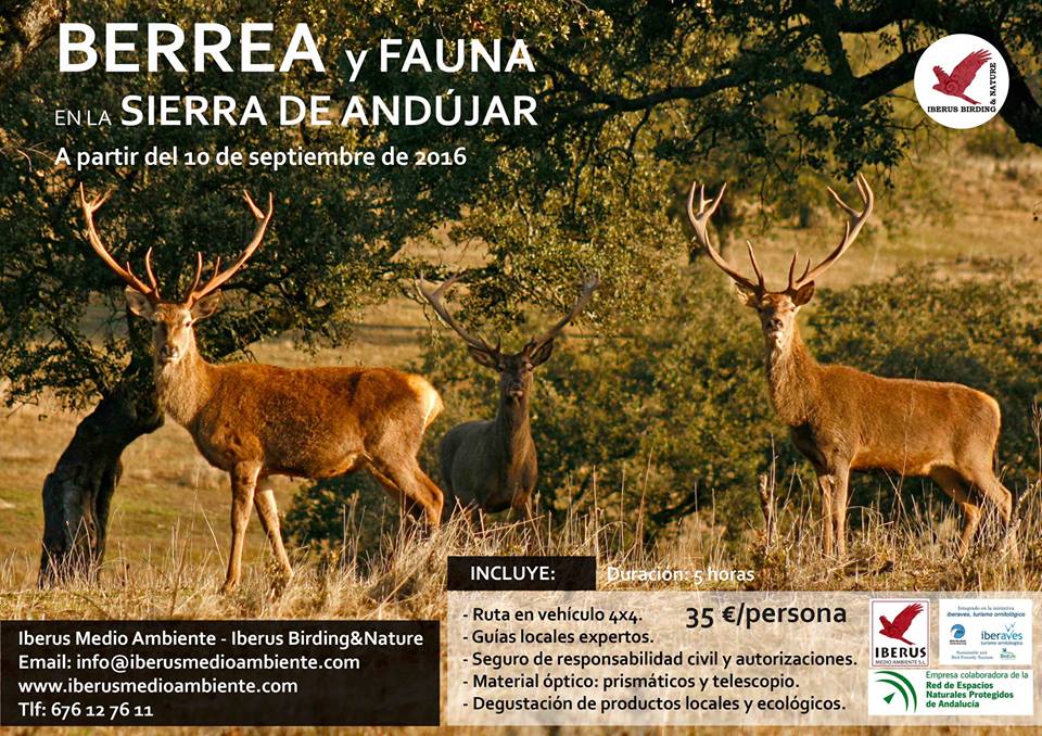 Berrea Iberus Sierra Morena